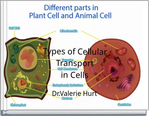 Types of Cellular Transport in Cells