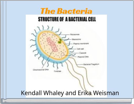 The Bacteria