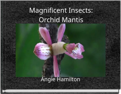 Magnificent Insects: Orchid Mantis