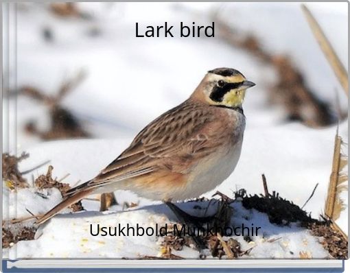 Lark bird