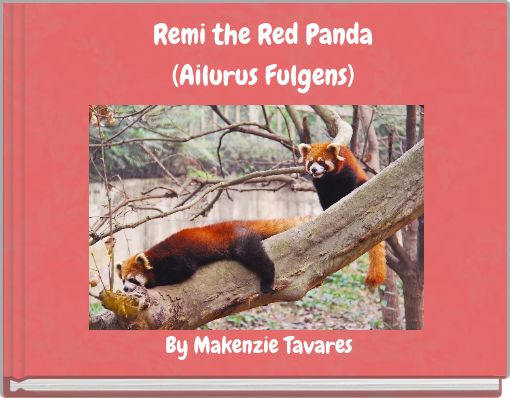 Remi the Red Panda (Ailurus Fulgens)