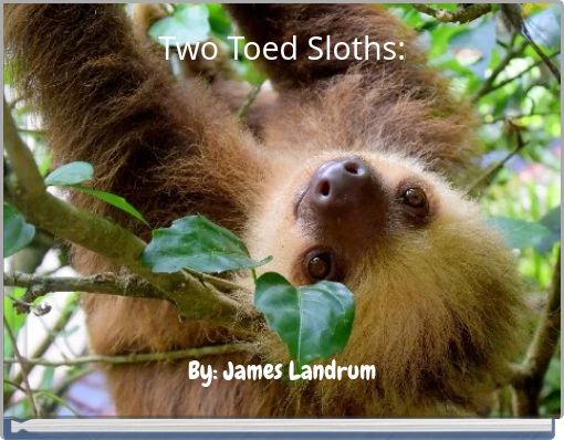 Two Toed Sloths: