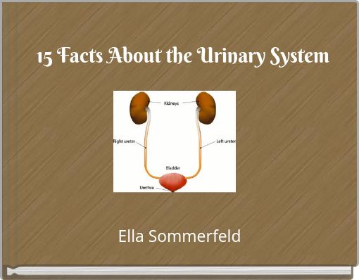 15 Facts About the Urinary System