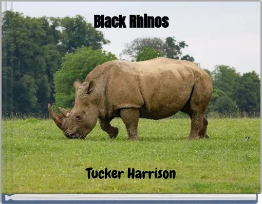 Black Rhinos