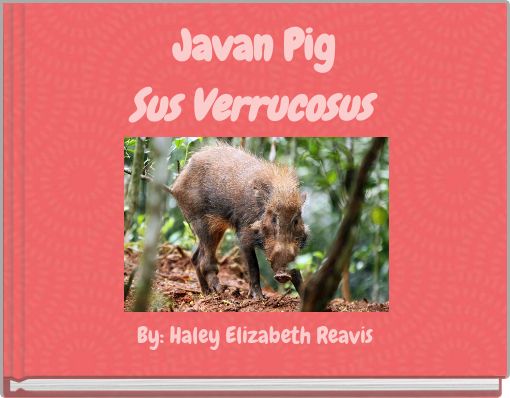 Javan Pig Sus Verrucosus