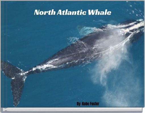 North Atlantic Whale