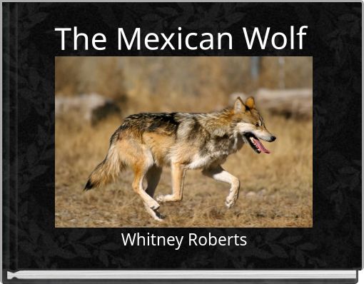 The Mexican Wolf