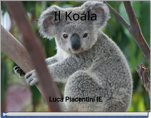 Il Koala