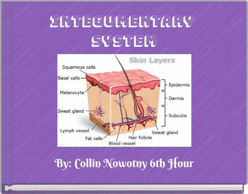 Integumentary ﻿System