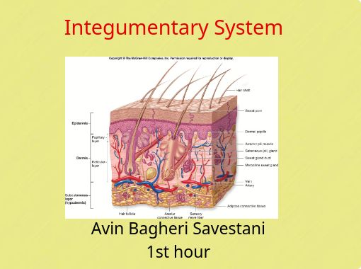 Integumentary system deals