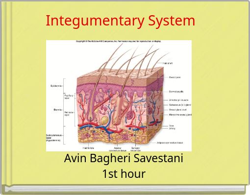 Integumentary System