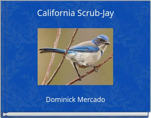 California Scrub-Jay