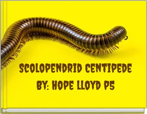 Scolopendrid CentipedeBy: Hope lloyd p5