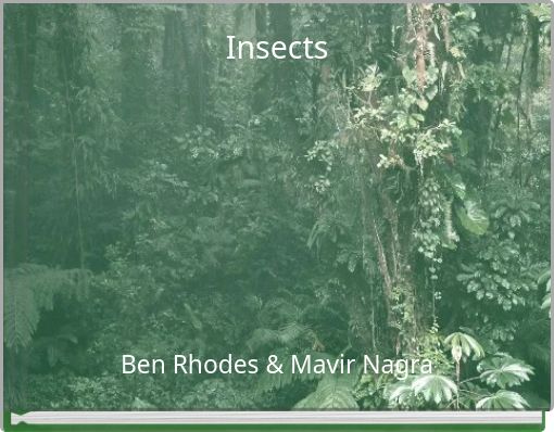 Insects