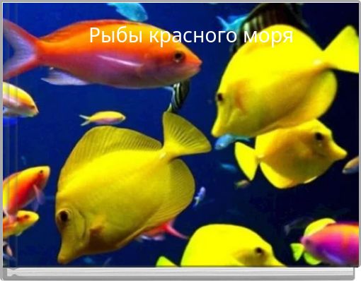 Рыбы красного моря