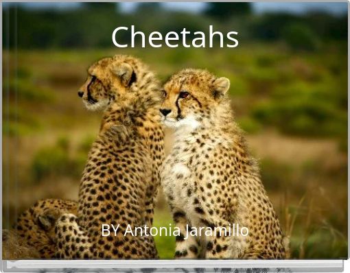 Front cover of 'Cheetahs' 
