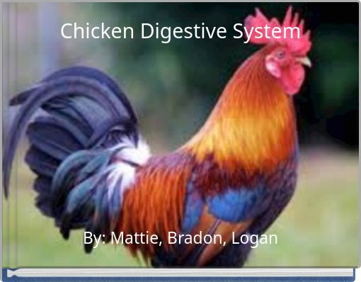 Chicken Digestive System