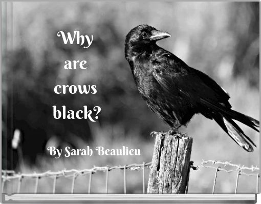 Why are crows black?