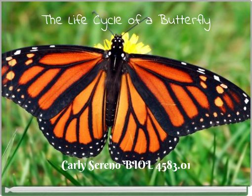The Life Cycle of a Butterfly