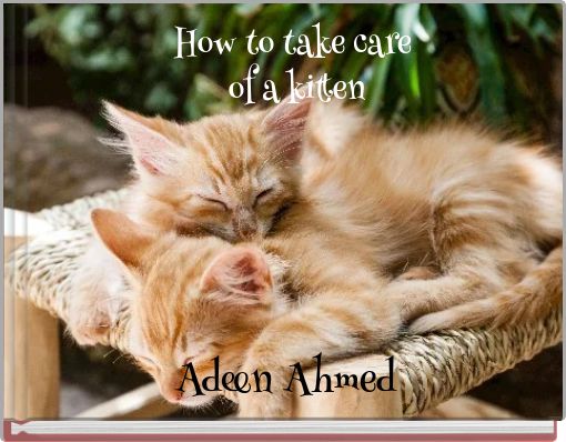 How to take care of a kitten