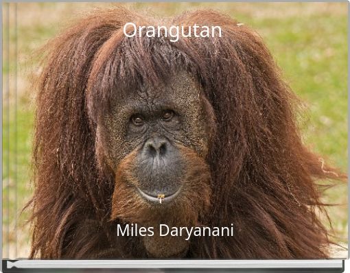 Orangutan