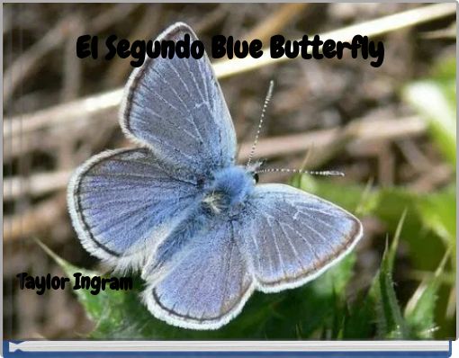 El Segundo Blue Butterfly