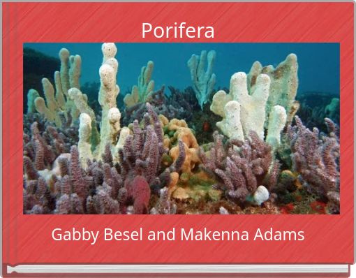 Porifera