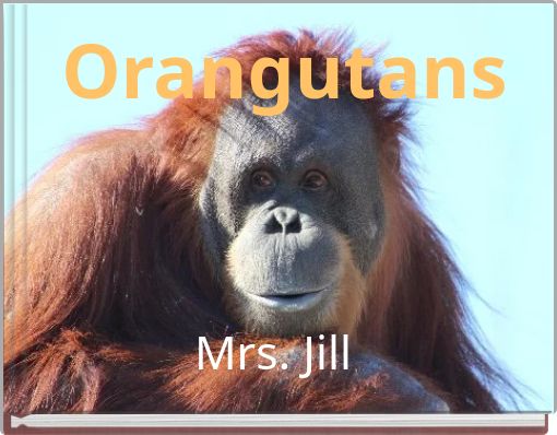 Orangutans
