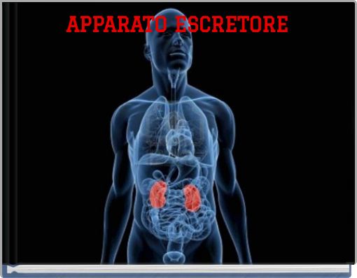 APPARATO ESCRETORE