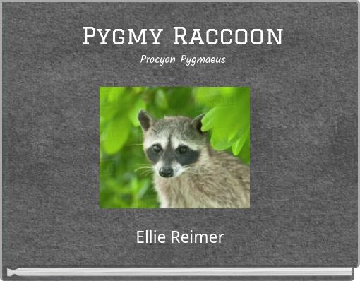 Pygmy Raccoon Procyon Pygmaeus