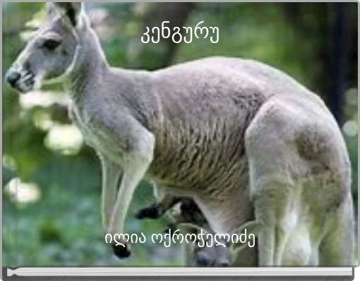 კენგურუ