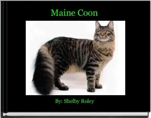 Maine Coon 