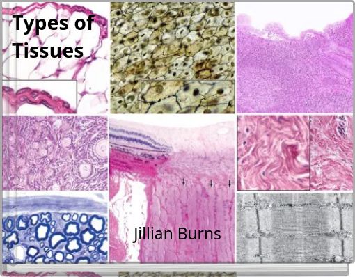 Types of Tissues