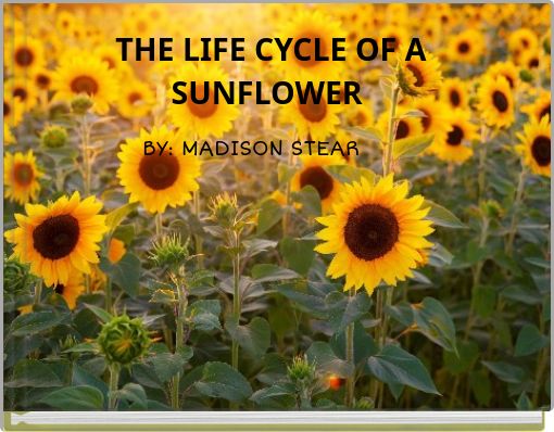 THE LIFE CYCLE OF A SUNFLOWER