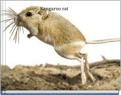 Kangaroo rat