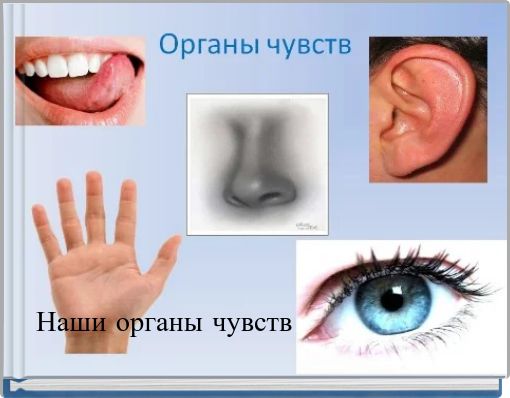 Наши органы чувств