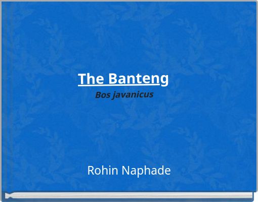 The Banteng Bos javanicus