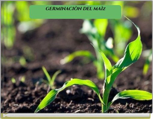 GERMINACIÒN DEL MAÌz
