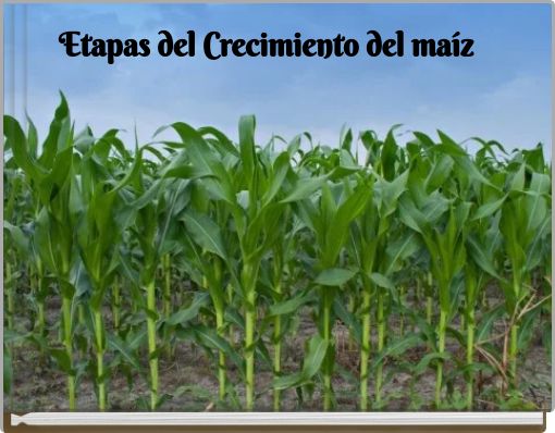 Etapas del Crecimiento del maíz