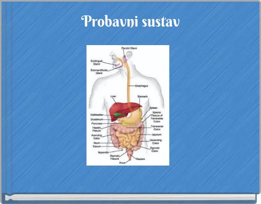 Probavni sustav