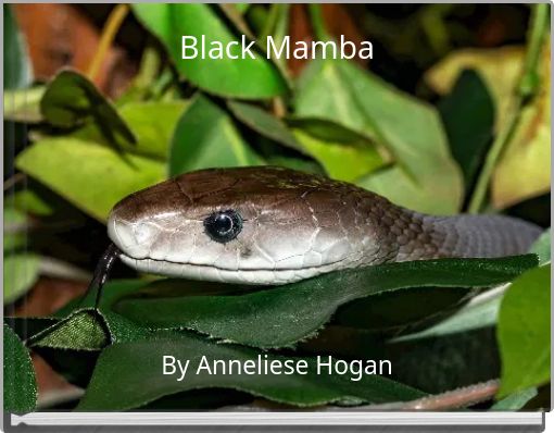 Black Mamba