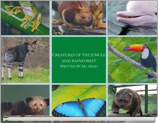 Creatures of the jungle and rainforest Written By Ms. head