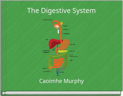 The Digestive System