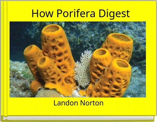 How Porifera Digest